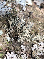 Ramalina farinacea