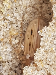 Eurynebria complanata