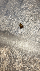 Ectobius pallidus