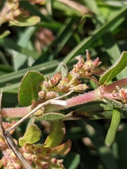 Euphorbia prostrata