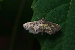 Eurrhyparodes bracteolalis