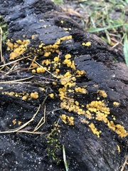 Calycina claroflava