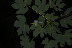 Erpornis zantholeuca