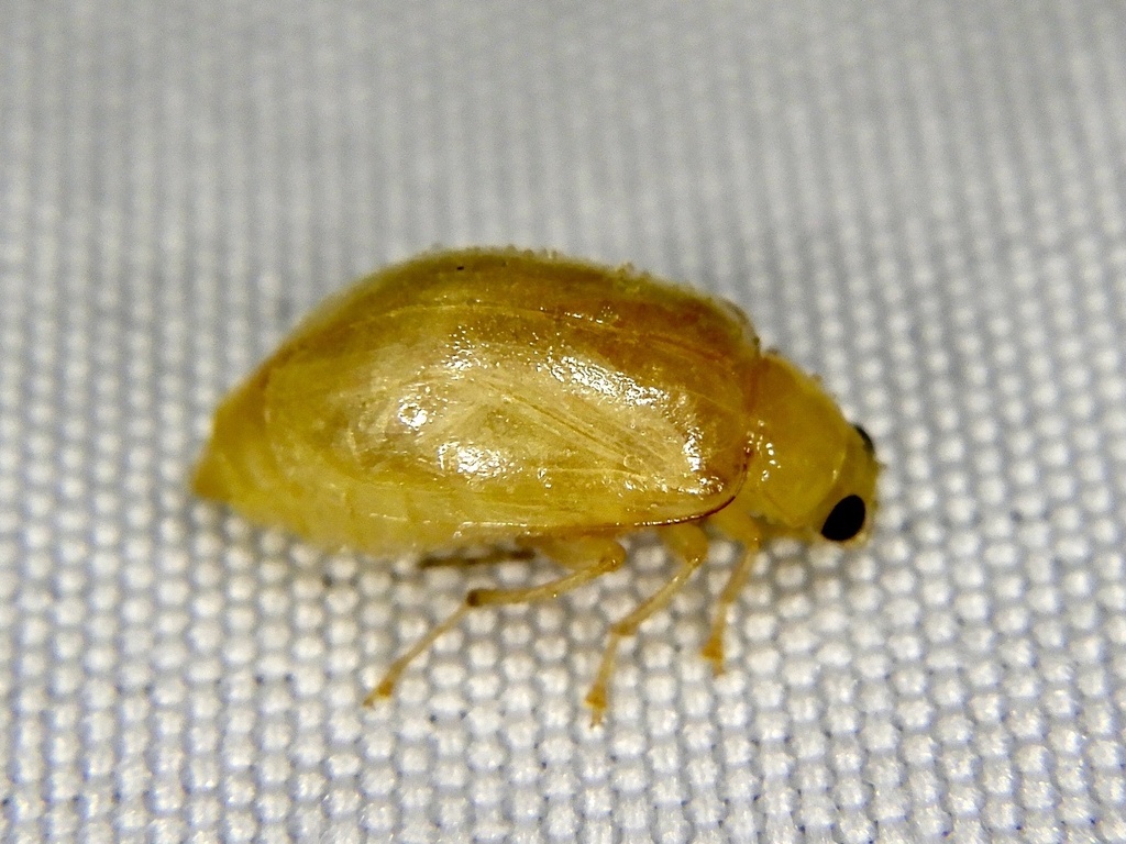 Monolepta pallidula from 泉源寺, 舞鶴市, 京都府, JP on August 10, 2021 at 1013