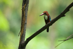 Halcyon smyrnensis perpulchra