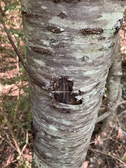 Betula alleghaniensis
