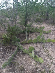 Opuntia stenopetala