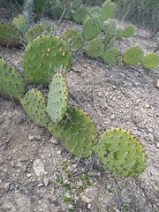 Opuntia stenopetala