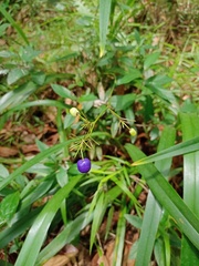 Dianella ensifolia