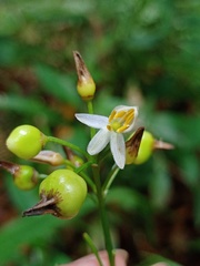 Dianella ensifolia
