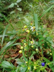 Dianella ensifolia