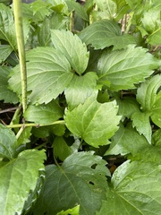 Rudbeckia laciniata
