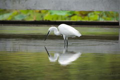 Egretta garzetta garzetta