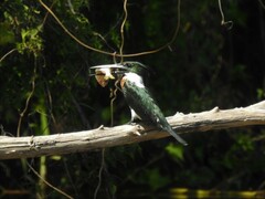 Chloroceryle amazona