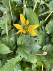 Rudbeckia laciniata