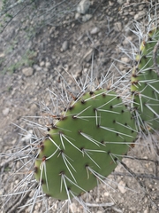Opuntia stenopetala
