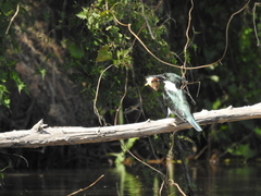 Chloroceryle amazona