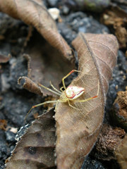 Spintharus flavidus