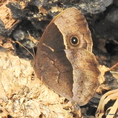 Bicyclus safitza
