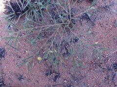 Chamaecrista mimosoides