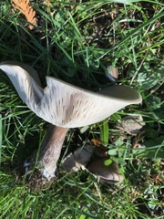 Melanoleuca