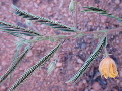 Chamaecrista mimosoides