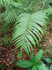 Blechnum orientale