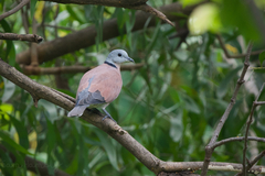 Streptopelia tranquebarica humilis