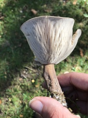Melanoleuca