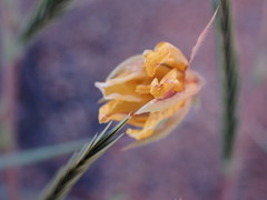 Chamaecrista mimosoides
