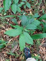 Ficus montana