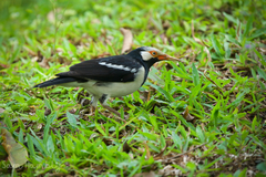 Gracupica floweri