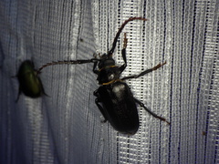 Prionus insularis insularis