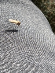 Diptera