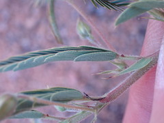 Chamaecrista mimosoides