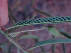 Chamaecrista mimosoides