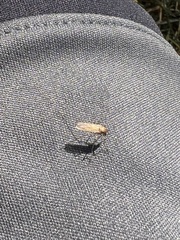 Diptera