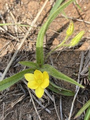Hypoxis filiformis