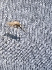 Diptera