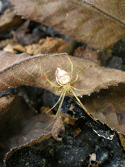Spintharus flavidus