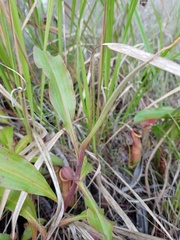 Nepenthes mirabilis