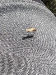 Diptera