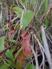 Nepenthes mirabilis