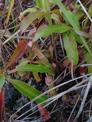 Nepenthes mirabilis
