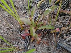 Nepenthes mirabilis