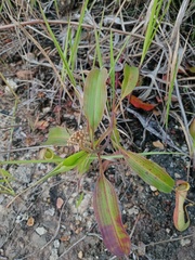 Nepenthes mirabilis