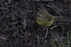 Oporornis agilis