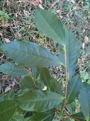 Camellia sinensis