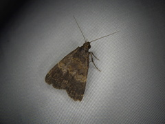 Hydrillodes lentalis