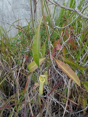 Nepenthes mirabilis